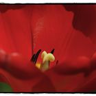 Tulpe_3