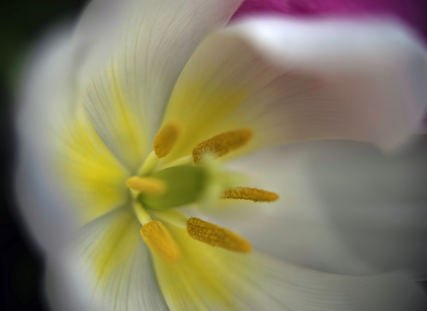 Tulpe_3