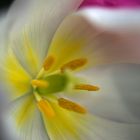 Tulpe_3