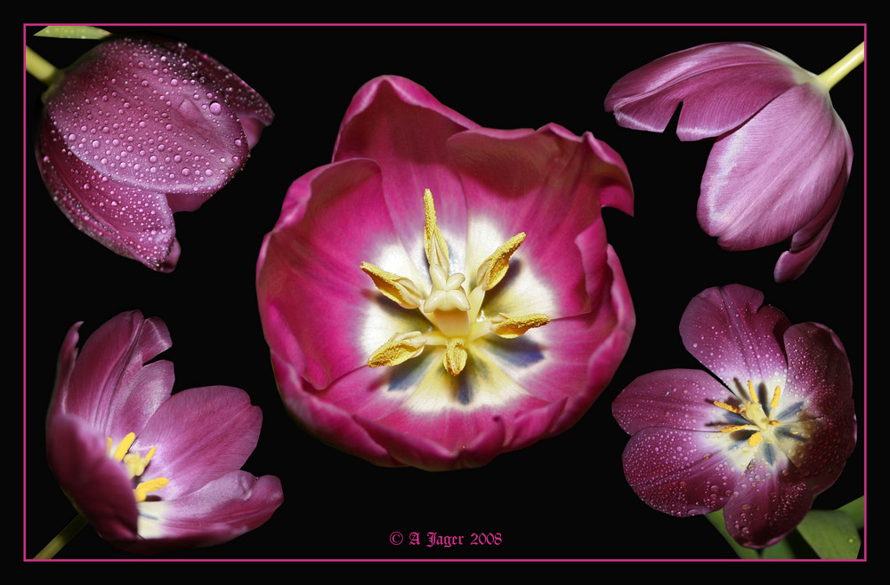 Tulpe4