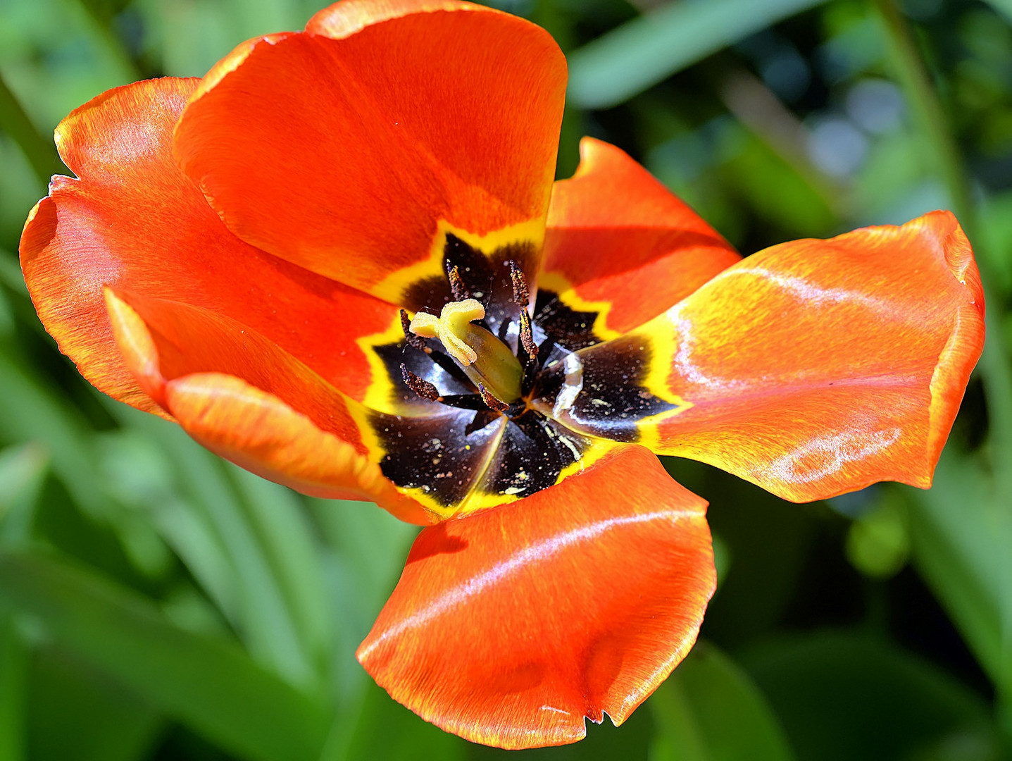 Tulpe_4