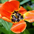 Tulpe_4