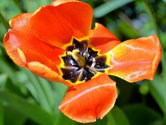 Tulpe_4