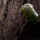 Tulpe_4