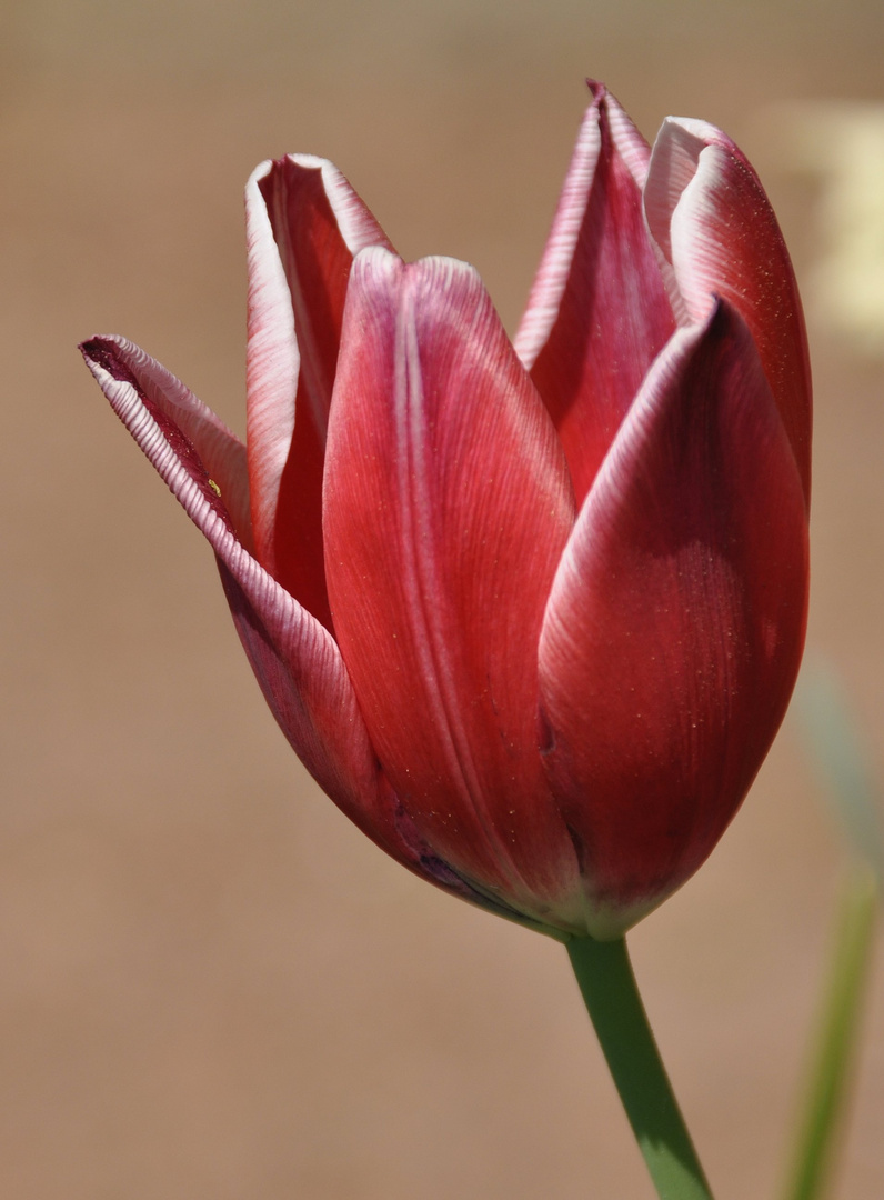 Tulpe4