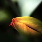 tulpe4