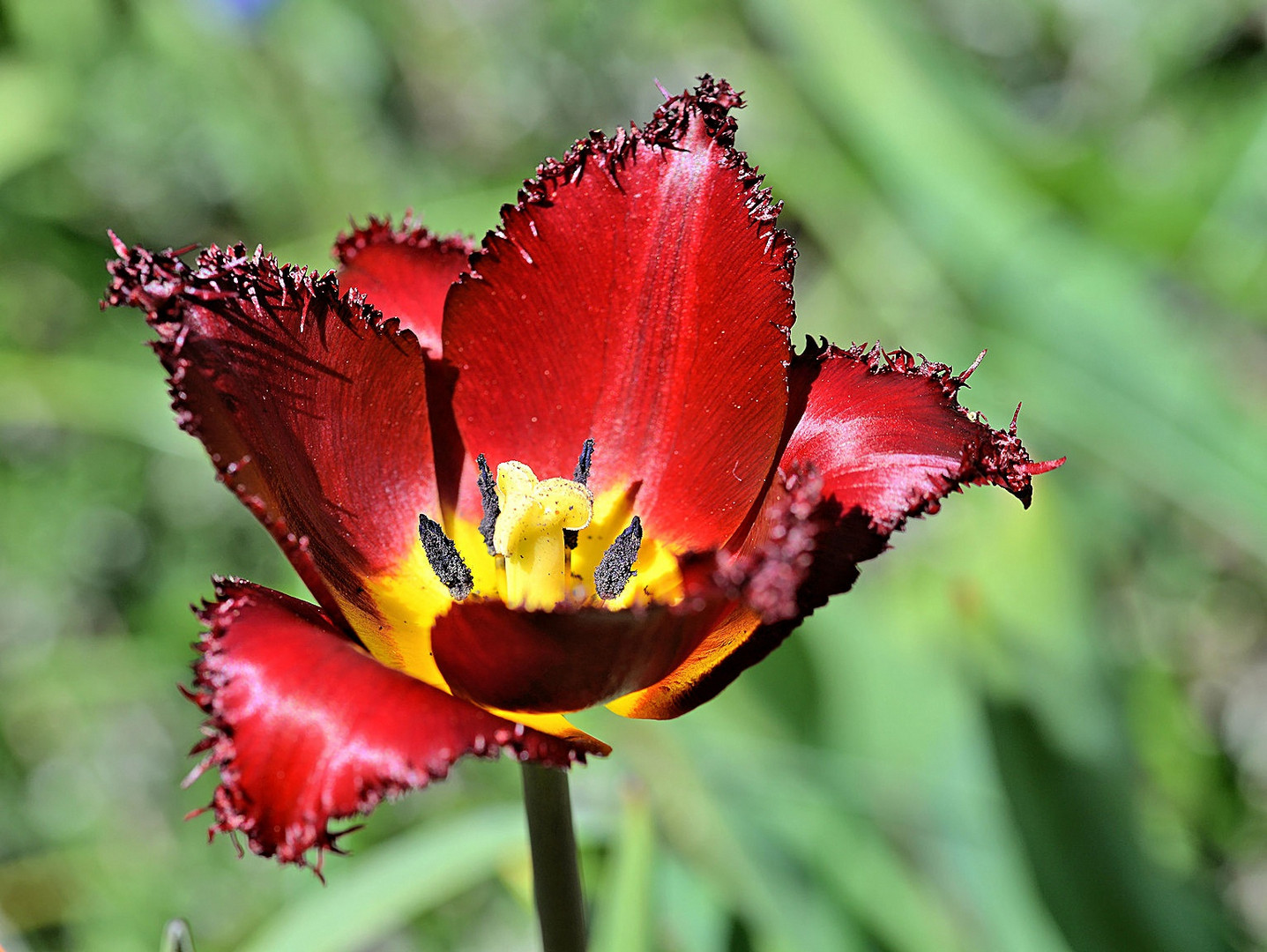 Tulpe_5