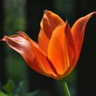 Tulpe6