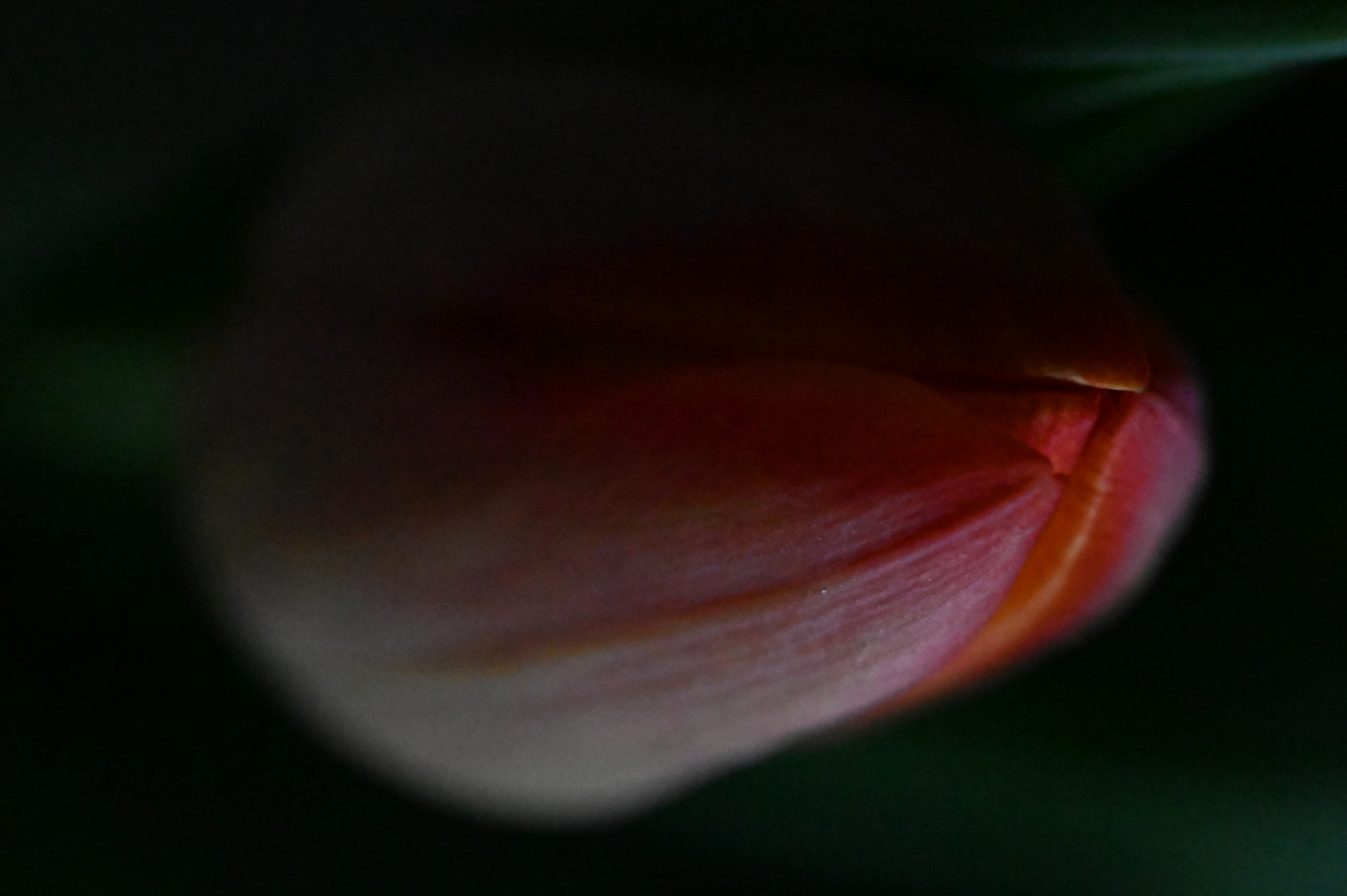 Tulpe_a