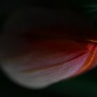 Tulpe_a