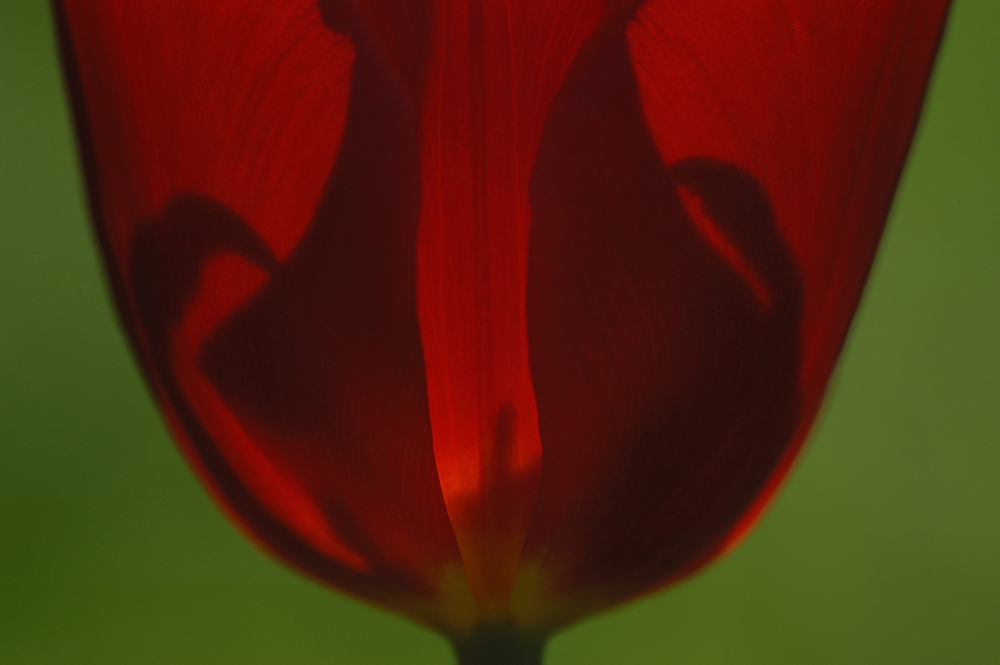 Tulpe_Details im Gegenlicht