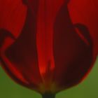 Tulpe_Details im Gegenlicht