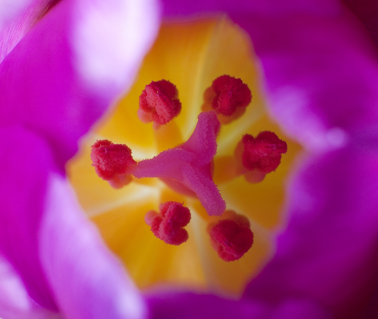 tulpe_inside