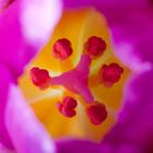 tulpe_inside