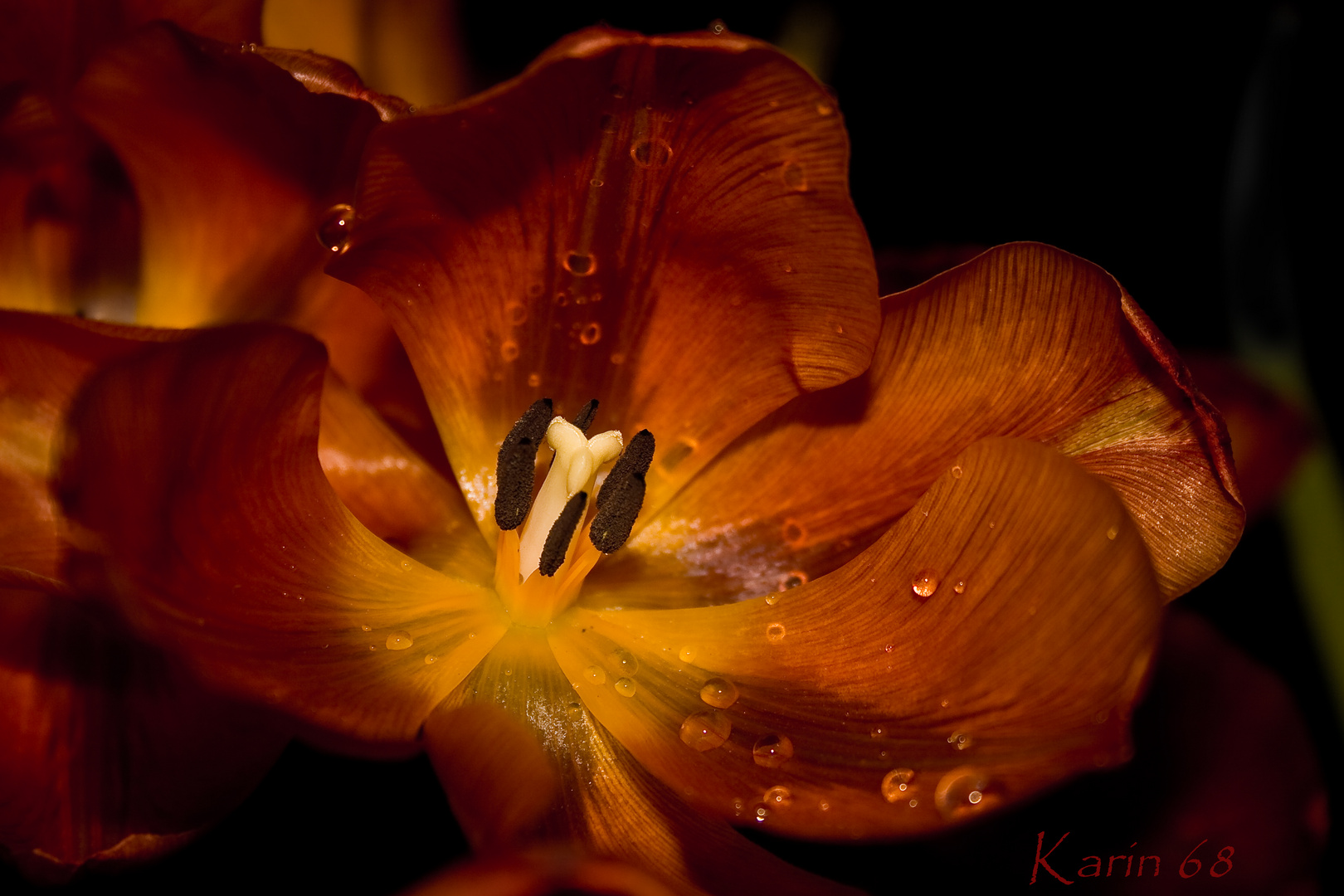 Tulpe.....Ist denn jetzt endlich Frühling!?