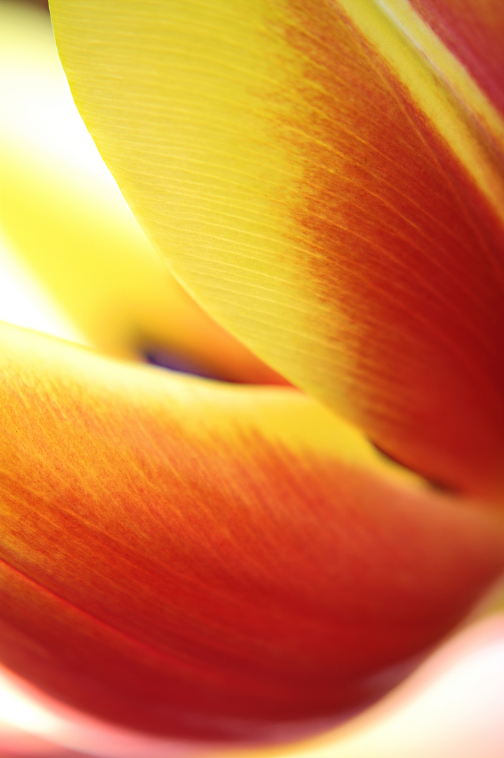 Tulpe.JPG.1