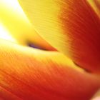 Tulpe.JPG.1