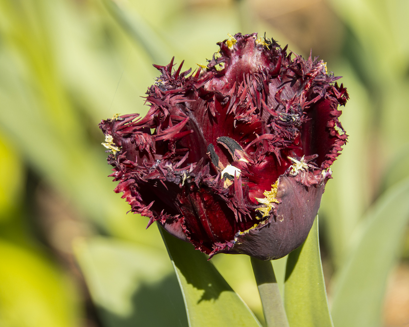 Tulpe_MG_2192