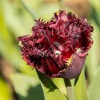 Tulpe_MG_2192