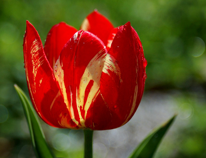 Tulpe_Michaela_korr