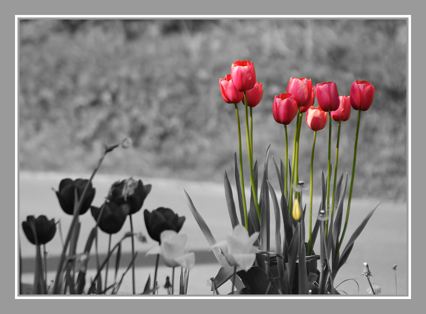 Tulpen