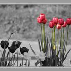 Tulpen