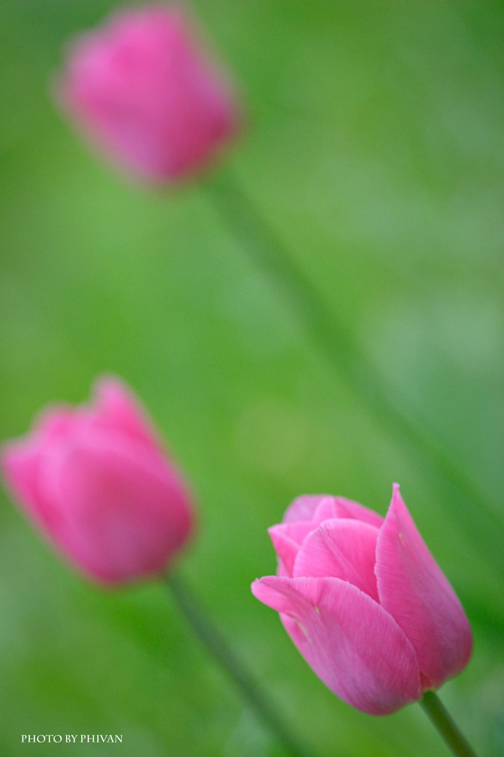 Tulpen 01