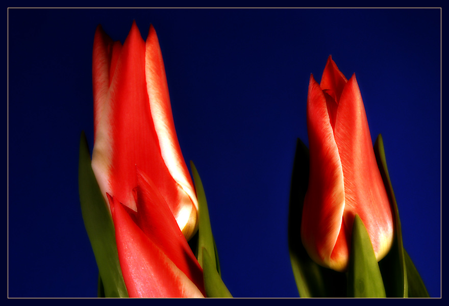 tulpen