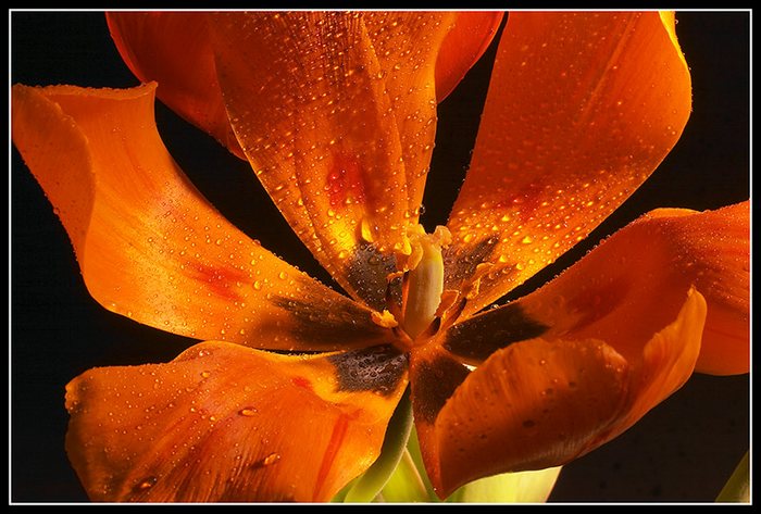 Tulpen (01990)
