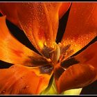 Tulpen (01990)