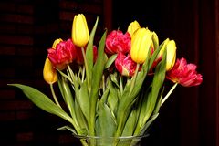 Tulpen