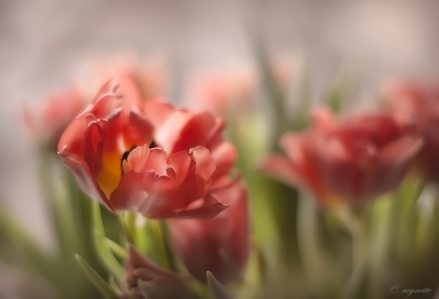 Tulpen