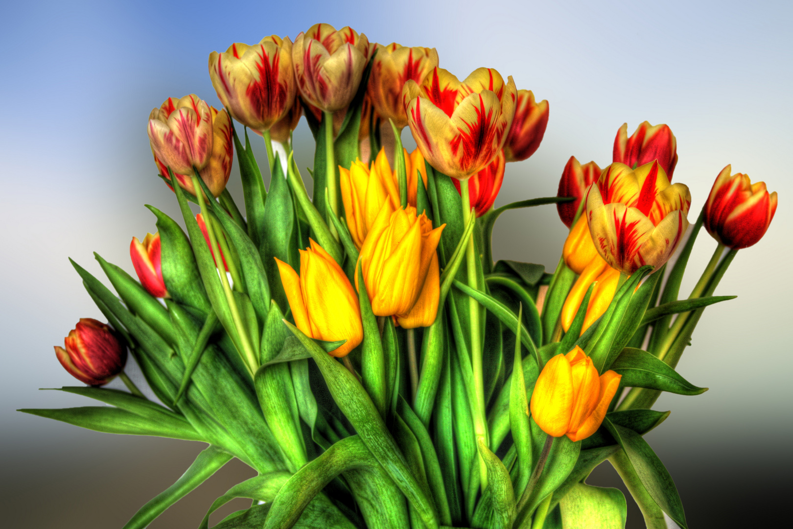 Tulpen