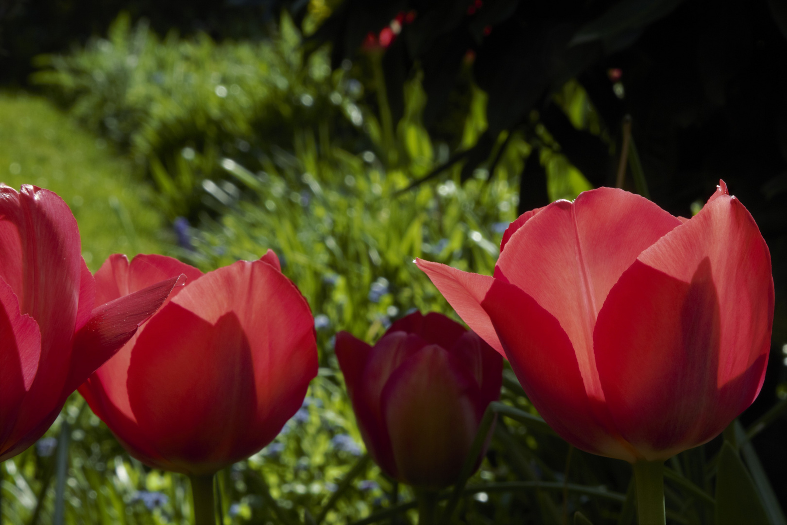 Tulpen