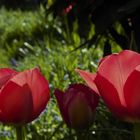 Tulpen