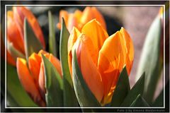 Tulpen 03