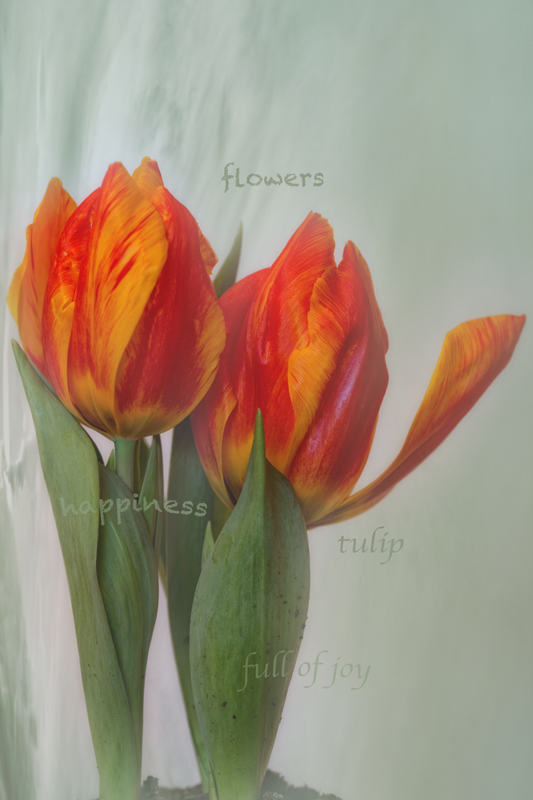 Tulpen ...