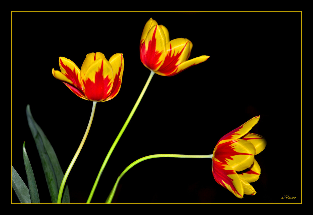 Tulpen ...