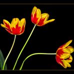 Tulpen ...