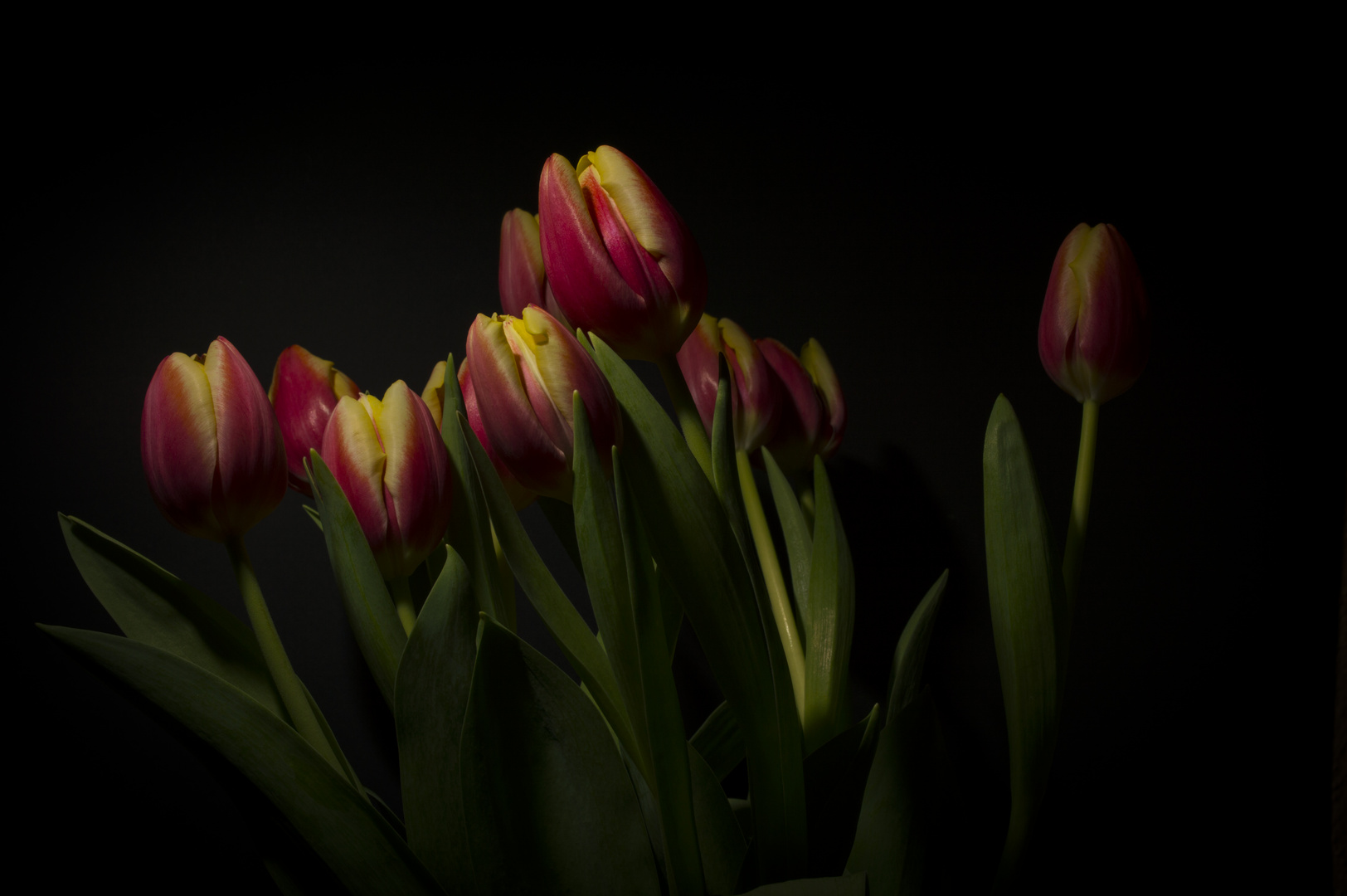 Tulpen