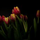 Tulpen