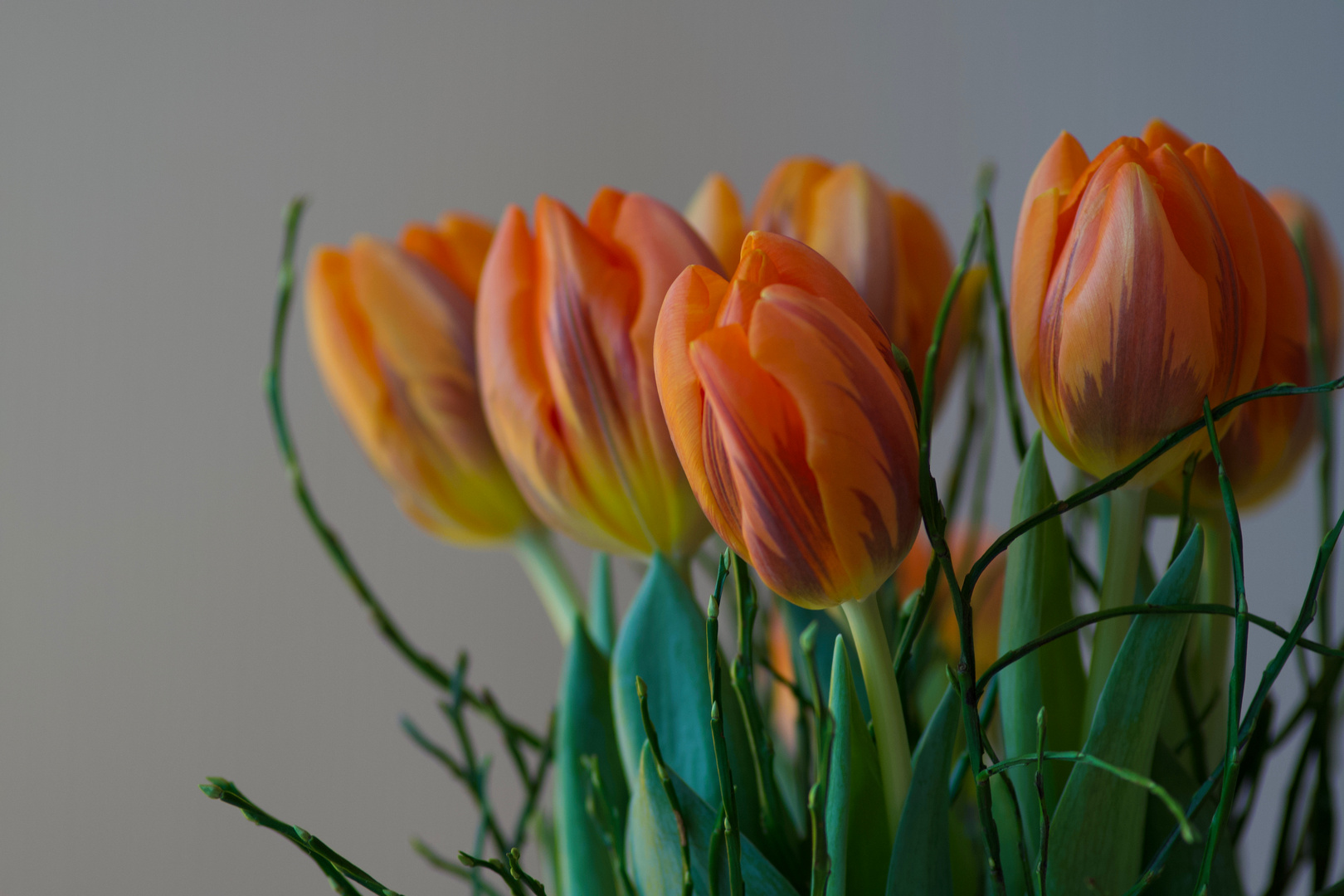 tulpen