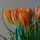 tulpen