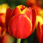 Tulpen