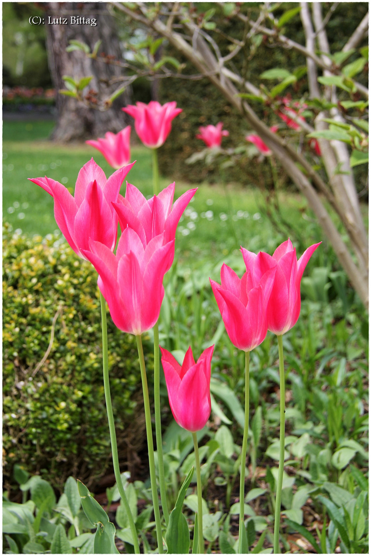 Tulpen