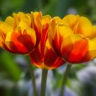 Tulpen 06