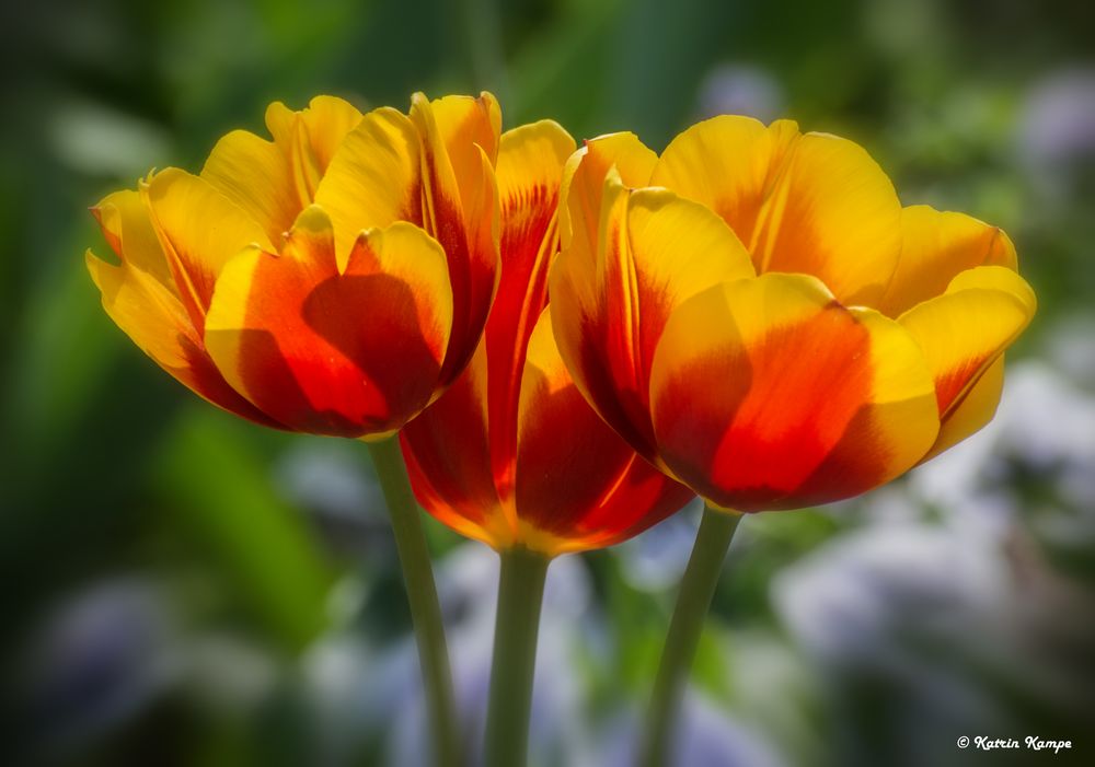 Tulpen 06