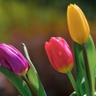 Tulpen