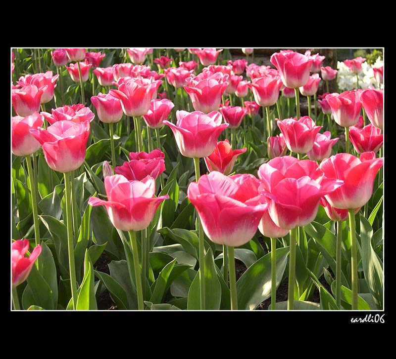 ~ Tulpen ~