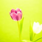 Tulpen